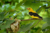 Zluva hajni - Oriolus oriolus - Eurasian Golden Oriole 8032